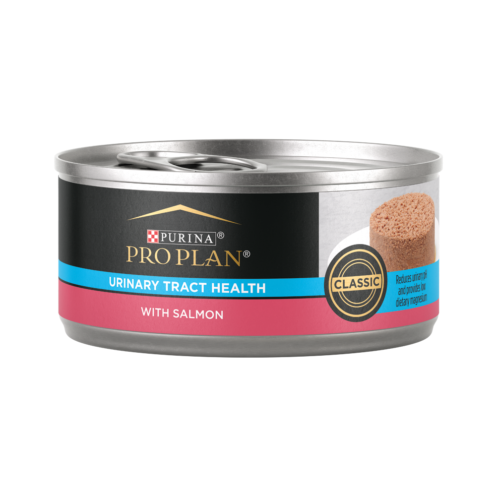 Beautiful view of Kitten Salmon Based Food For Urinary Health